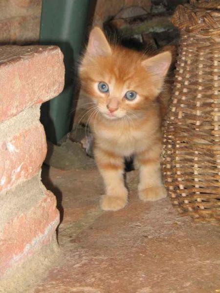 kleine katze
