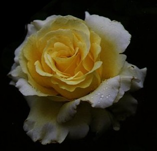 j' aime les roses