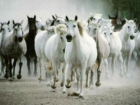 mes animaux favoris