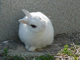 little rabbit