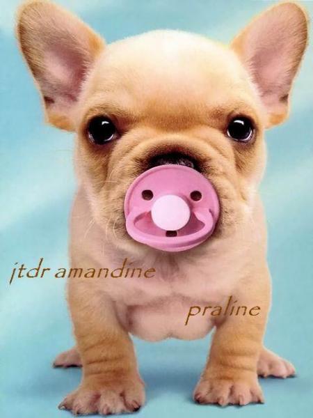 jtdr amandine